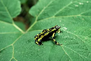 Atelopus: Harlequin Toad