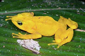 Atelopus: Harlequin Toad