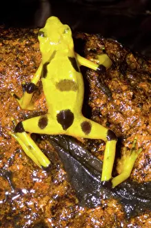 Atelopus: Harlequin Toad