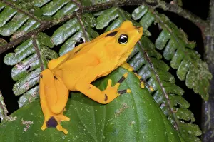 Atelopus: Harlequin Toad