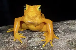 Atelopus: Harlequin Toad