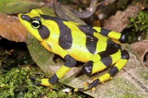 Atelopus: Harlequin Toad
