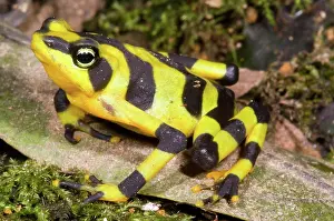 Atelopus: Harlequin Toad