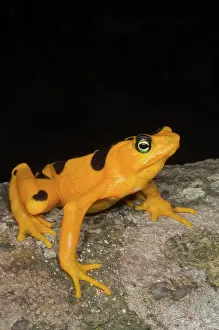 Atelopus: Harlequin Toad