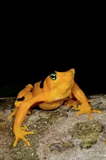 Atelopus: Harlequin Toad