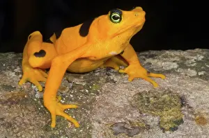 Atelopus: Harlequin Toad
