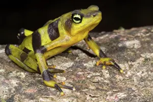 Atelopus: Harlequin Toad