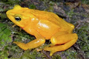 Atelopus: Harlequin Toad