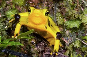 Atelopus: Harlequin Toad