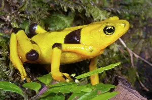Atelopus: Harlequin Toad