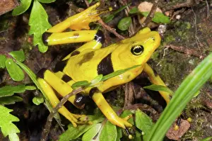 Atelopus: Harlequin Toad