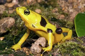 Atelopus: Harlequin Toad