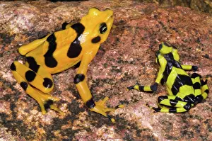 Atelopus: Harlequin Toad