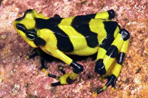 Atelopus: Harlequin Toad