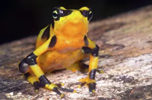Atelopus: Harlequin Toad