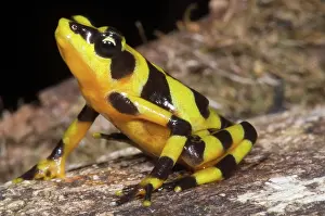 Atelopus: Harlequin Toad