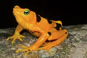 Atelopus: Harlequin Toad