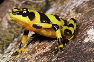 Atelopus: Harlequin Toad