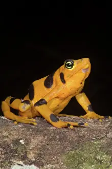 Atelopus: Harlequin Toad