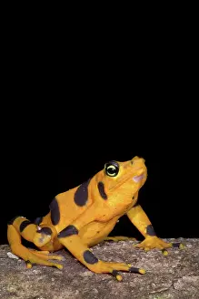 Atelopus: Harlequin Toad
