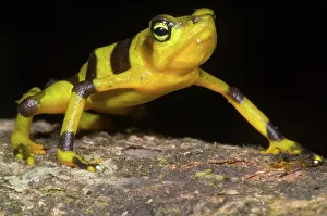Atelopus: Harlequin Toad