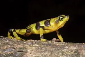 Atelopus: Harlequin Toad
