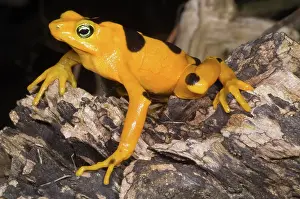 Atelopus: Harlequin Toad