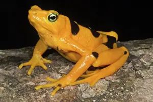 Atelopus: Harlequin Toad
