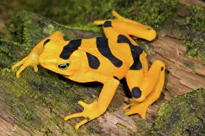Atelopus: Harlequin Toad