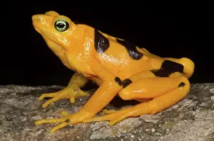 Atelopus: Harlequin Toad