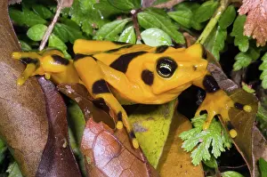 Toads: Harlequin Toad
