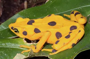 Toads: Harlequin Toad