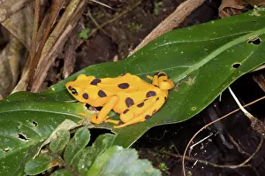 Toads: Harlequin Toad