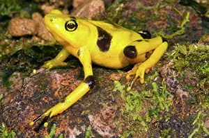 Toads: Harlequin Toad