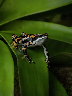 Toad: Harlequin toad (Atelopus seminiferus), ?el Dorad
