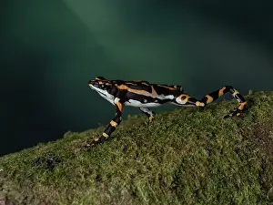 Toad: Harlequin toad (Atelopus seminiferus), ?el Dorad