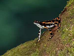 Toad: Harlequin toad (Atelopus seminiferus), ?el Dorad