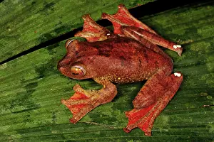 Rhacophorus: Harlequin Tree Frog