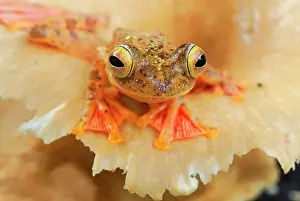 Rhacophorus: Harlequin Tree Frog