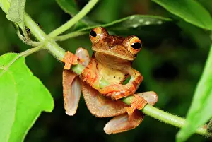 Rhacophorus: Harlequin Tree Frog