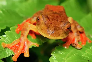 Rhacophorus: Harlequin Tree Frog