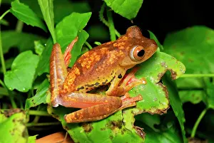 Harlequin Tree Frog