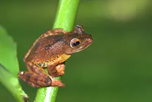 Rhacophorus: Harlequin Tree Frog