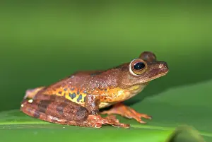 Rhacophorus: Harlequin Tree Frog