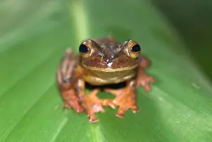 Rhacophorus: Harlequin Tree Frog