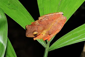 Kelantan: Harlequin Tree Frog