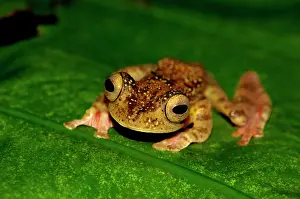 Rhacophorus: A Harlequin Tree Frog climbs up a leaf of a ginger-plant