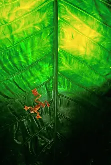 Rhacophorus: Harlequin Tree Frog - in large leaf