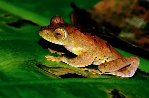 Rhacophorus: A Harlequin Tree Frog on a leaf of a ginger-plant