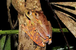 Kelantan: Harlequin Tree Frogs Mating